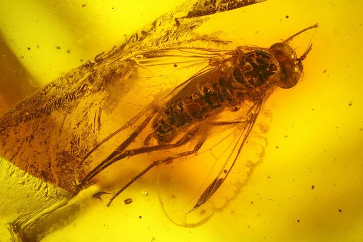 Detailed Fossil Fly (Diptera) In Baltic Amber #200152